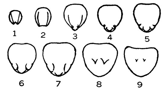 A series of sections of D. ventricosa, showing the internal structure.