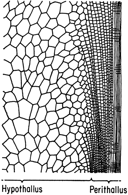 Drawing showing change in shale of cells between hypothallus and perithallus.