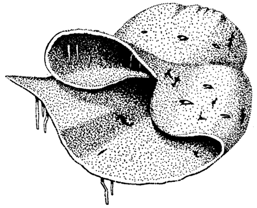 Drawing showing reconstruction of Archaeolithophyllum missouriense.