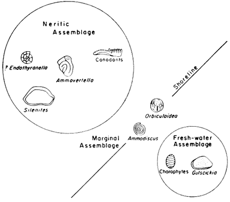 Figures illustrates grops of fossils in different salinity zones.