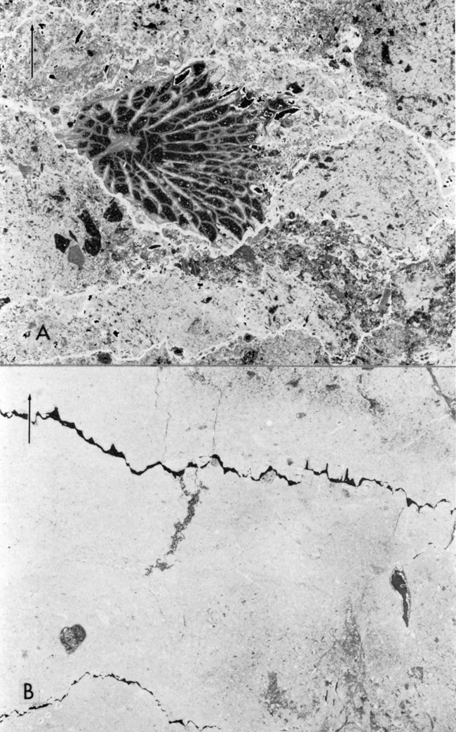 Two negative peel prints of Denker and Bartosovsky core.