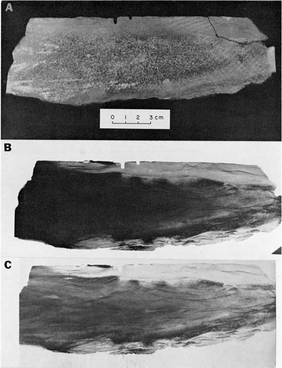 Black and white photo and two radiographs, Chanute Formation, comparing visible light image and two methods of captuting x-ray images.