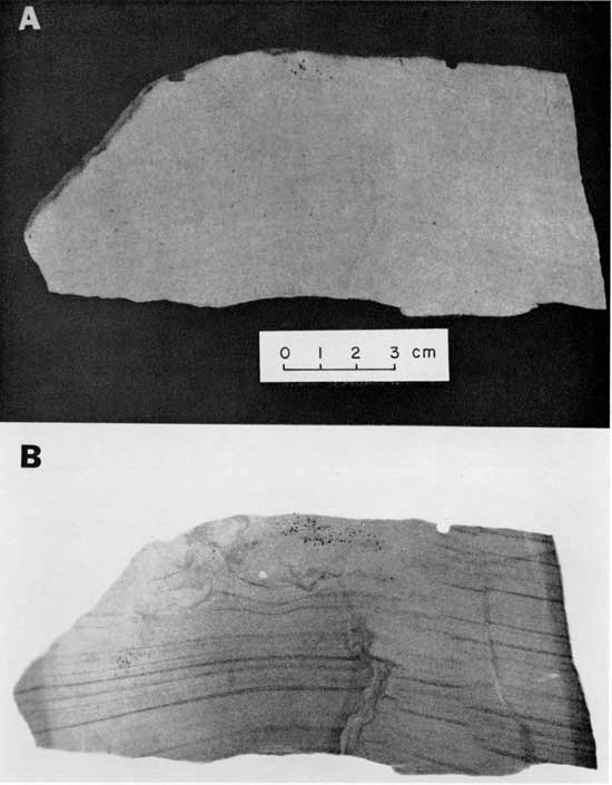 Black and white photo and radiograph, Deese Formation, showing comparison of visible light and x-ray image.