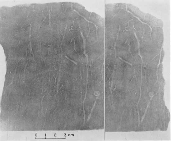 Black and white radiographs, Pleastocene loess from near Kansas City, in a stereo pair.