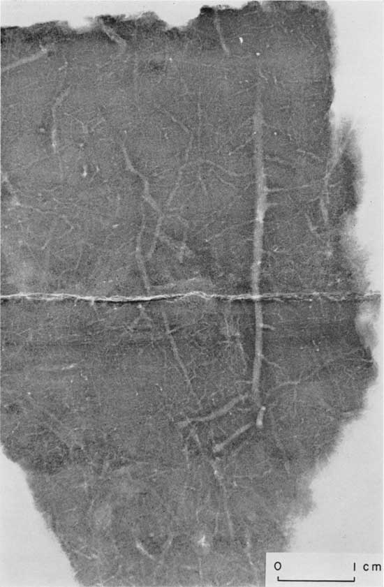 Black and white radiograph, Pleastocene loess from near Kansas City.