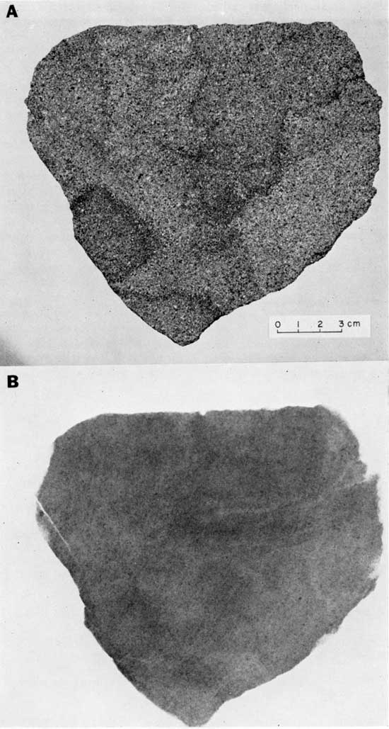 Black and white photo and radiograph, Chico Formation, showing comparison of visible light and x-ray image.