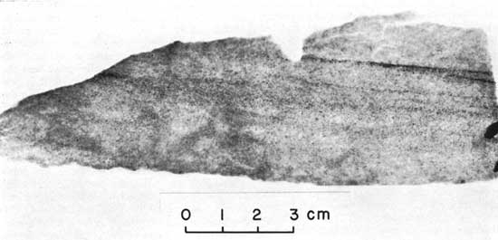 Black and white radiograph, Ferron Sandstone Member of the Mancos Shale.