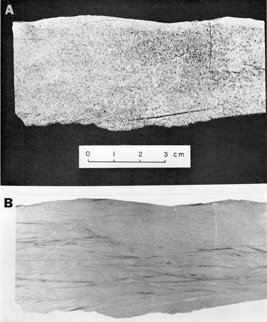 Black and white photo and radiograph, Dakota Formation, showing large difference between visible light and x-ray image.