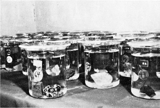 Black and white photo showing numbered beakers.