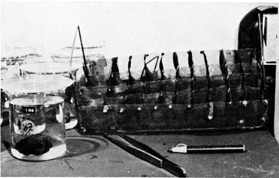 Black and white photo showing compartmented copper-screen tray.