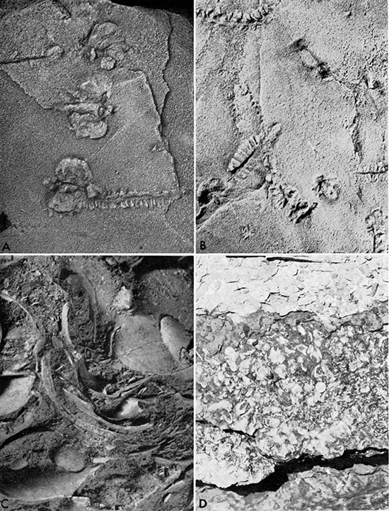 Four black and white photos: organic features of calcareous rocks in the Graneros Shale.