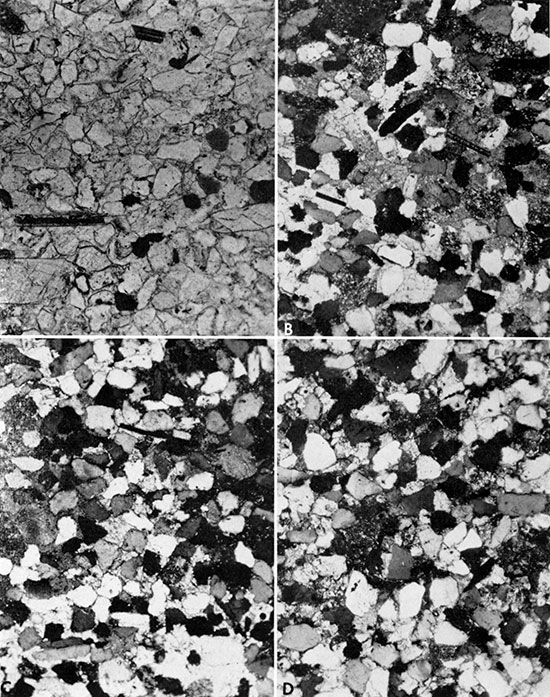 Four black and white photos: photomicrographs of thin sections of calcareous sandstone.