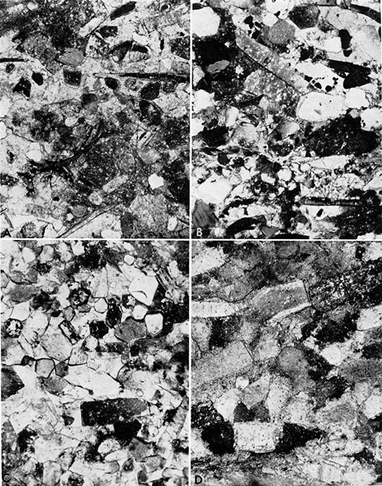 Four black and white photos: photomicrographs of thin sections of skeletal limestone.
