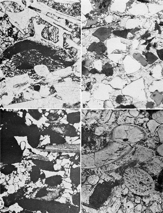 Four black and white photos: photomicrographs of thin sections of bone beds.
