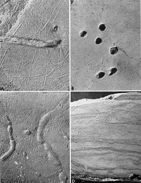 Four black and white photos: ichnofossils in noncalcareous sandstone of the Graneros Shale.