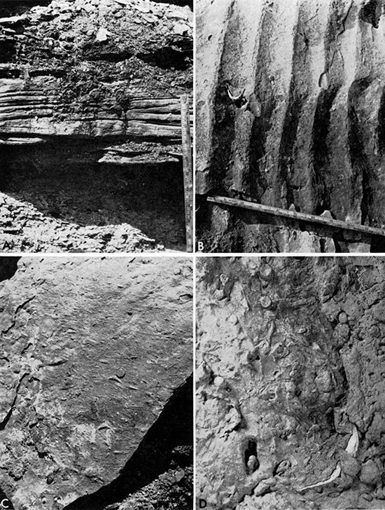 Four black and white photos: features of calcareous sandstone in the Graneros Shale.