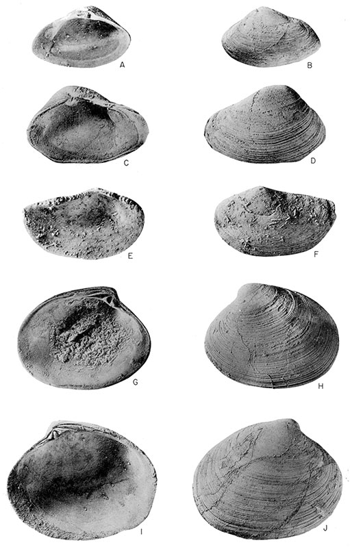 Pelecypods from the coquinoidal limestone lens in the Callistina lamarensis Assemblage Zone at Locality 5.