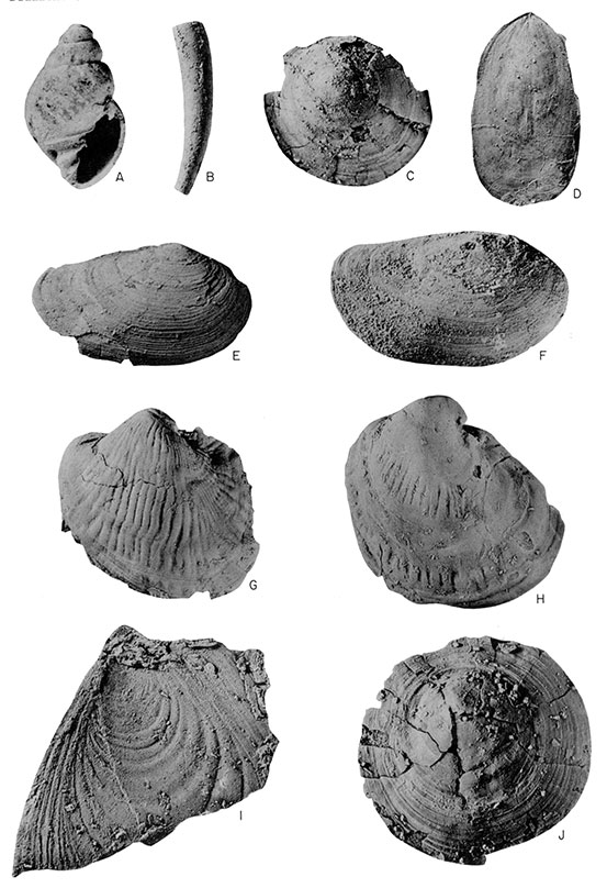 Mollusks and brachiopods from the Callistina lamarensis Assemblage Zone.