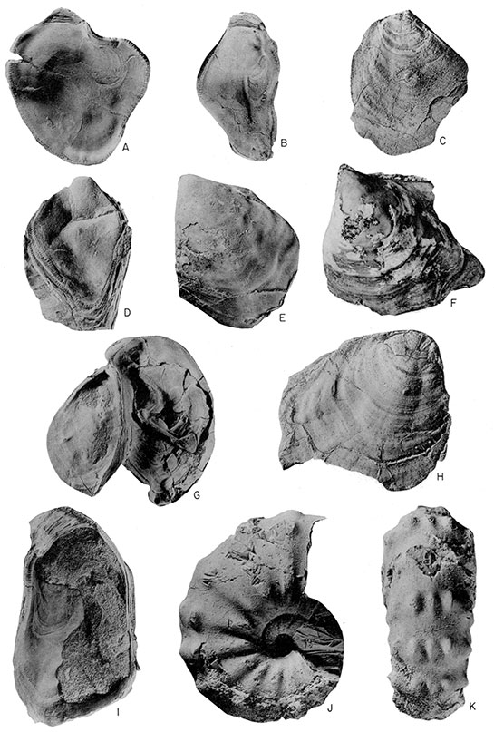 Mollusks from the Ostrea beloiti Assemblage Zone.