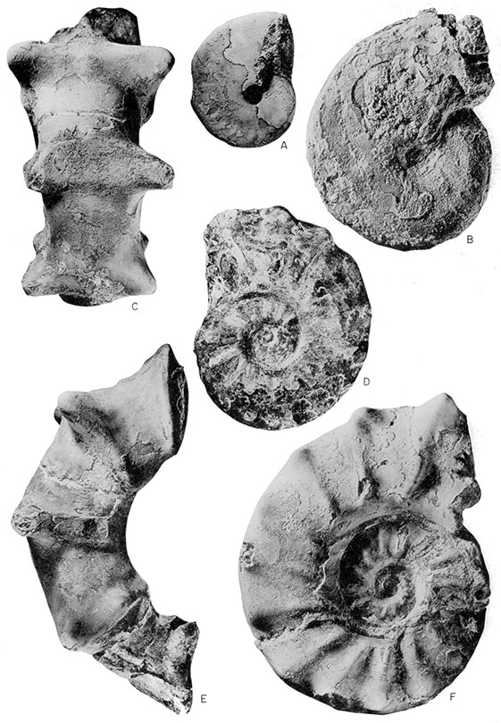 Ammonites from the Ostrea beloiti Assemblage Zone.