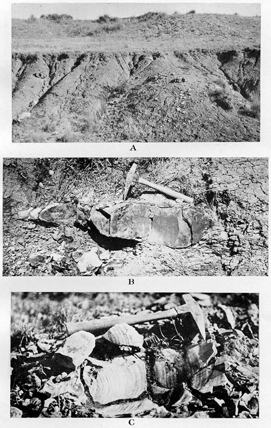 Three black and white photos of Upper Weskan shale member, bottom one showing Inoceramus shelll in concretion.