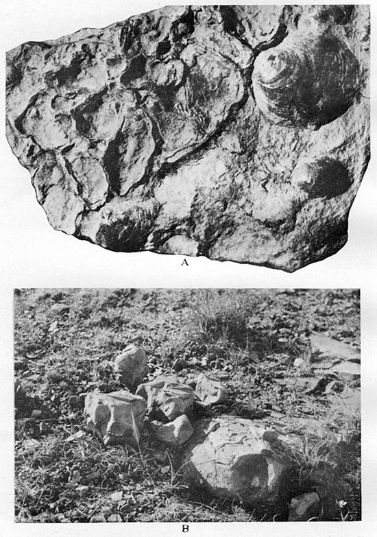 Two black and white photos of Upper Weskan shale member, top one showing Ostrea, Anomia, Inoceramus, and bottom one showing Platecarpus.
