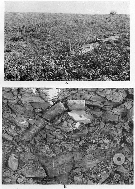 Two black and white photos of Upper Weskan shale member, top one showing oval concretions and bottom one showing Serpula ? wallacensis.