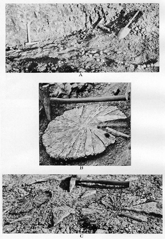 Three black and white photos: top is Lake Creek shale member with fish skeleton; second is Lake Creek shale member with rosette of gypsum; bottom is Upper Sharon Springs shale member with rosettes of gypsum.