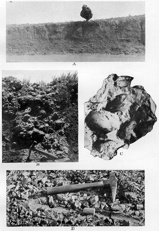 Four black and white photos of Salt Grass shale member; top is limestone concretions, second is Lucina limestone, third is Lucina occidentalis, bottom is Baculites compressus.