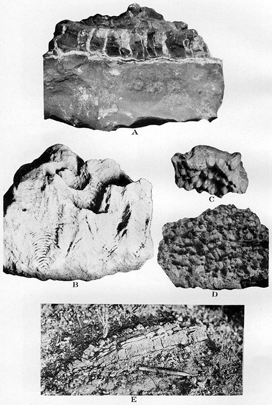 Five black and white photos of Salt Grass shale member; top is limestone concretions, second is Lucina limestone, third is Lucina occidentalis, bottom is Baculites compressus.