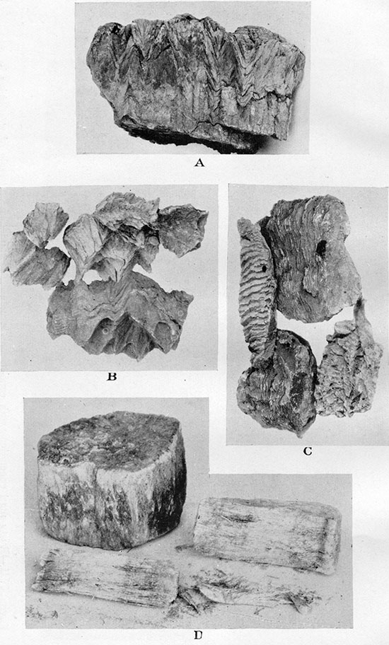 Four black and white photos; Rusty marl concretions with cone-in-cone structure, Salt Grass shale member.