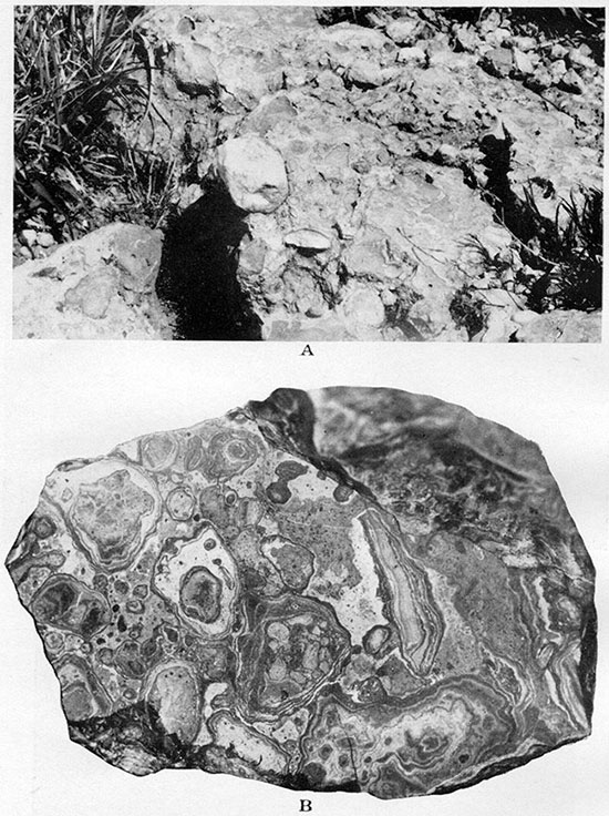 Two black and white photos of Algal (Chlorellopsis) limestone.