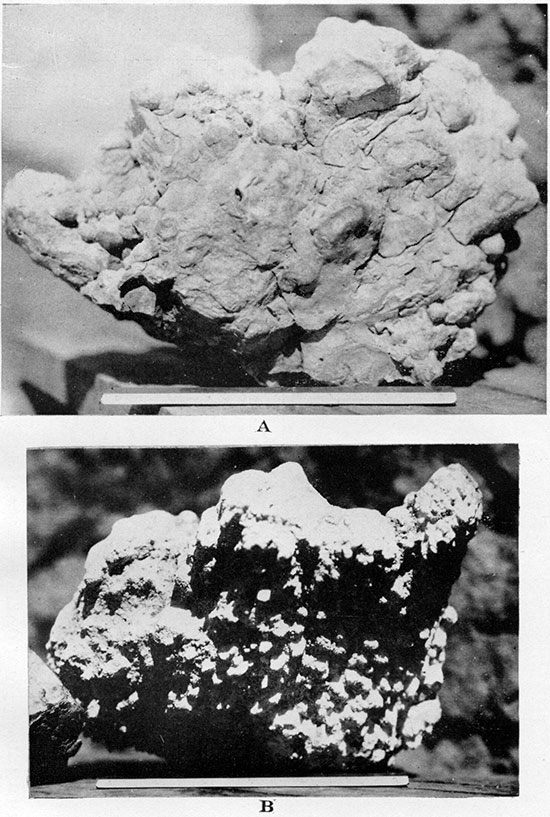 Two black and white photos of Algal (Chlorellopsis) limestone.