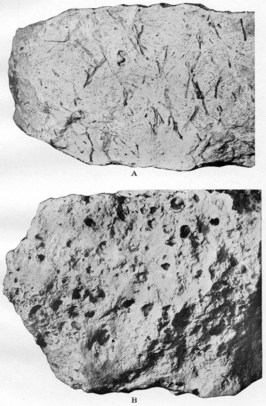 Two black and white closeup photos of Ogallala limestone.