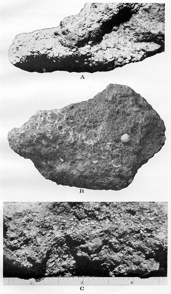 Three black and white closeup photos; cluster of Celtis willistoni stones in Ogallala grit.