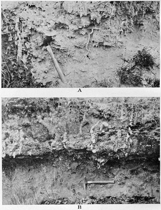 Two black and white closeup photos of Ogallala showing roots and chert.