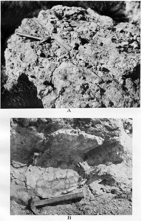 Two black and white closeup photos of fossils in Ogallala.