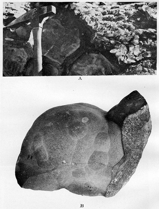 Two black and white photos of septarian concretion having a crust of crystalline gypsum.