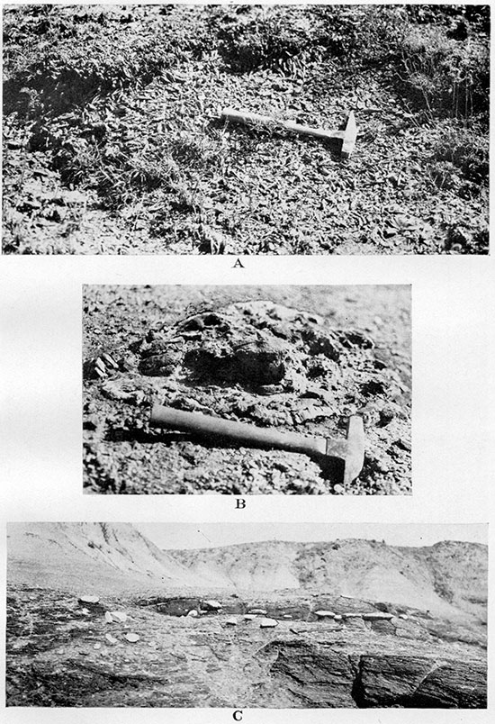 Three black and white photos; top is of chop-wood weathering of cone-in-cone crust; middle and bottom are of concretions in Sharon Springs shale member.