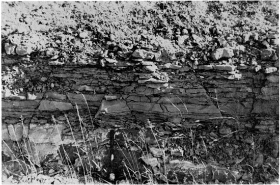 Black and white photo; Herington Limestone.