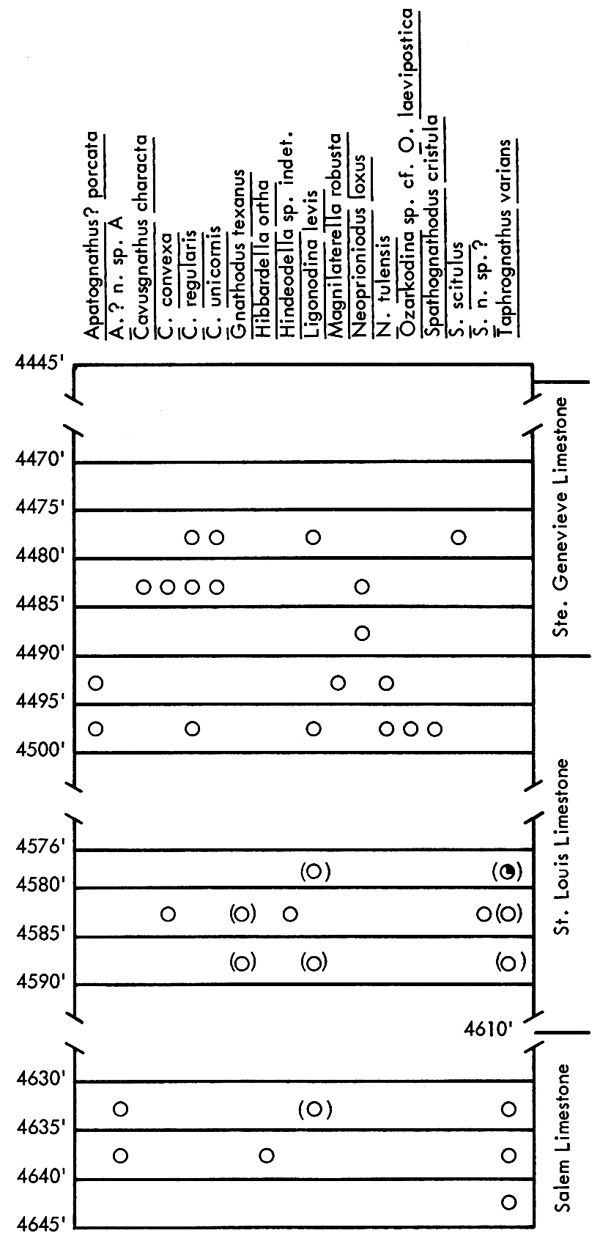 figure shows fossils found in Alma and McNeeley No. 1 Watchorn