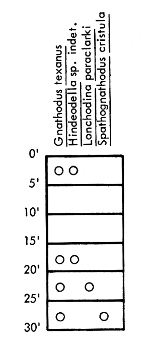 figure shows fossils found in Mississippian outcrop of the Keokuk Limestone