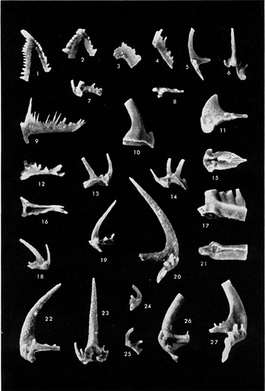 Black and white photo of conodonts, Warsaw, Salem, and St. Louis ls.
