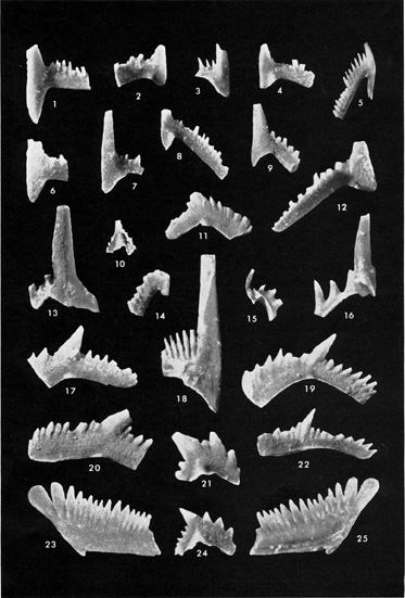 Black and white photo of conodonts, Warsaw, Salem, and St. Louis ls.