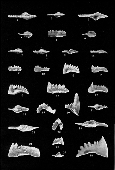 Black and white photo of conodonts, Warsaw and St. Louis ls.
