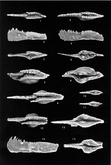 Black and white photo of conodonts, Keokuk (Osagian), and Warsaw, Salem, and St. Louis limestones.