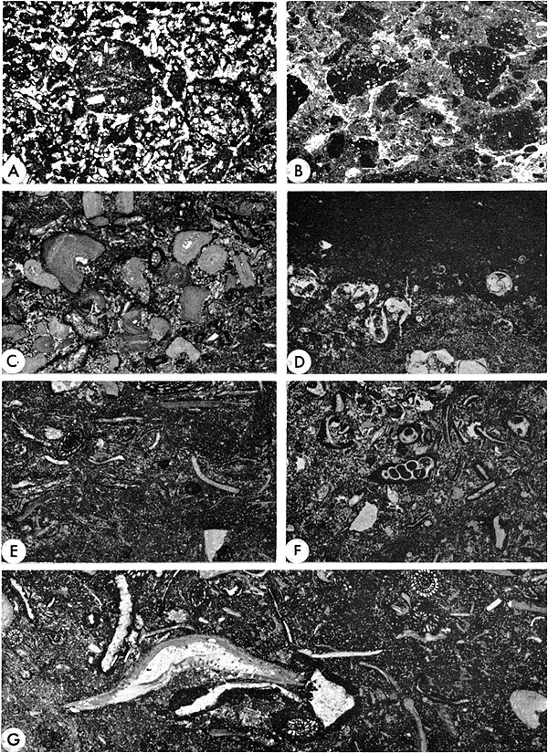 Seven black and white photomicrographs.