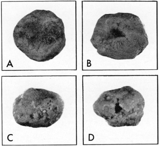 Comparison of algal biscuits from Toronto LS and modern lagoon.