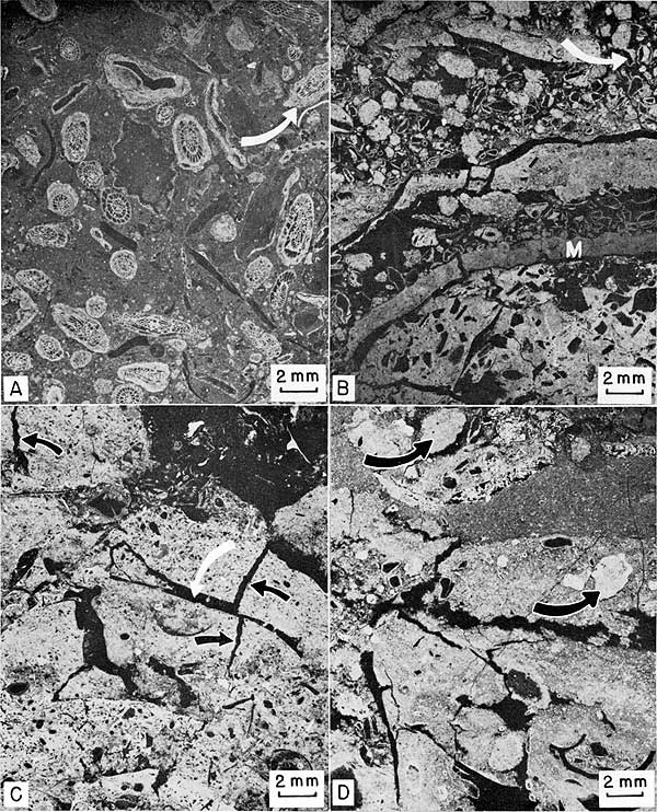 Four black and white negative prints of thin sections.