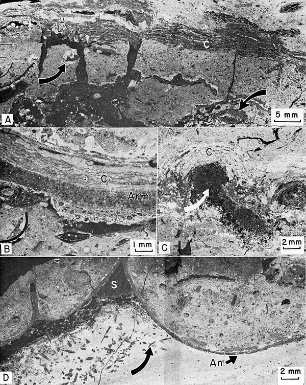 Four black and white negative prints of thin sections.